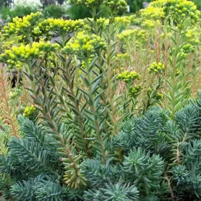 Очиток (седум) отогнутый в Слониме