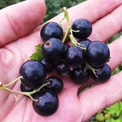 Смородина чёрная ГЕРКУЛЕС в Слониме