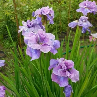 Ирис ХЭВИНГ ФАН сибирский в Слониме