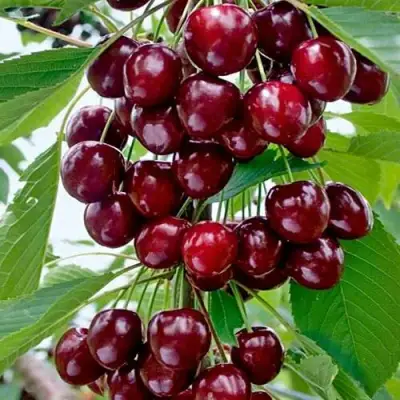 Черешня ХЕЛЕНА колоновидная в Слониме