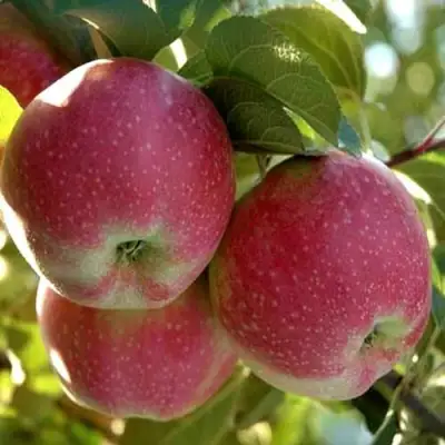 Яблоня АЛЬВА в Слониме