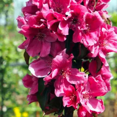 Яблоня МАЛИНОВОЕ ОЖЕРЕЛЬЕ колонновидная в Слониме