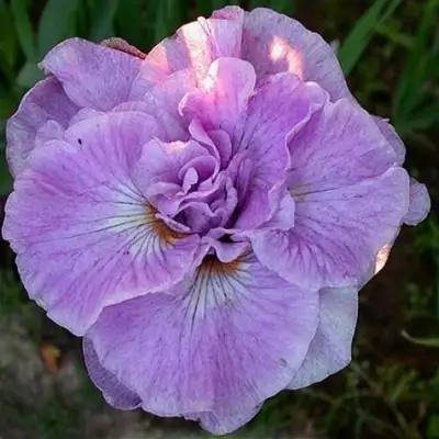 Ирис ИМПЕРИАЛ ОПАЛ сибирский в Слониме