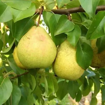 Груша ВЕЛИКАЯ ЛЕТНЯЯ (БОЛЬШАЯ ЛЕТНЯЯ) в Слониме