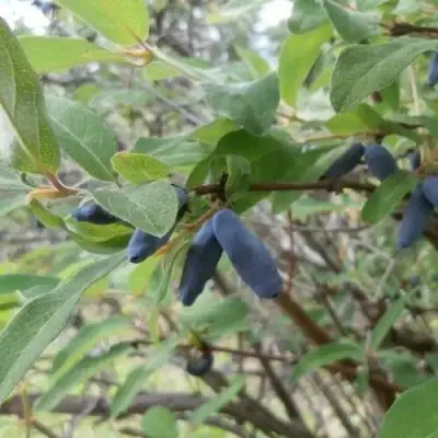 Жимолость съедобная ПУШКИНСКАЯ в Слониме