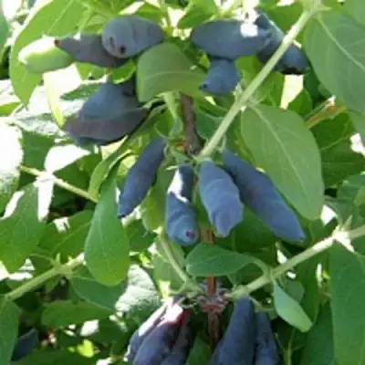 Жимолость съедобная НИМФА (ГАММА) в Слониме