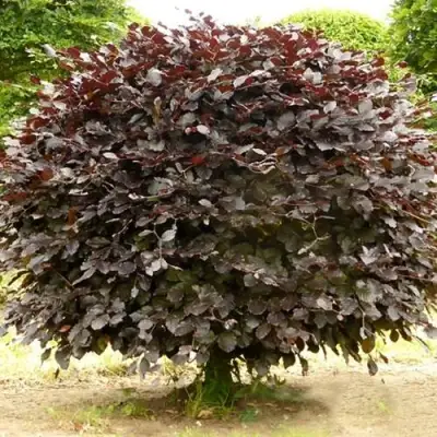 Бук лесной АТРОПУНИЦЕА в Слониме