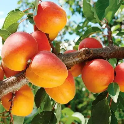 Абрикос ТРИУМФ СЕВЕРНЫЙ в Слониме