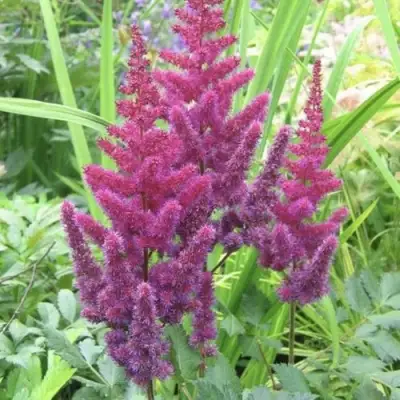 Астильба КАРАОКЕ ПАРТИ китайская в Слониме