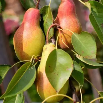 Груша РУССКАЯ КРАСАВИЦА (КРАСАВИЦА ЧЕРНЕНКО) в Слониме