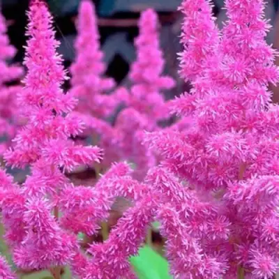 Астильба АМЕТИСТ Арендса в Слониме