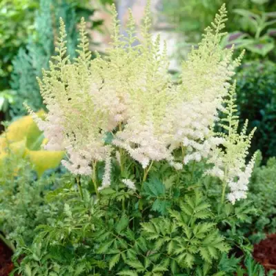 Астильба МИЛК ЭНД ХАНИ китайская в Слониме