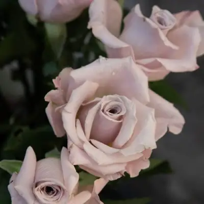 Роза МЕНТА чайно-гибридная в Слониме