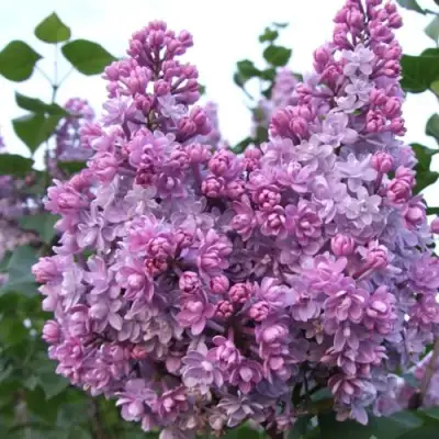 Сирень КОЛХОЗНИЦА в Слониме