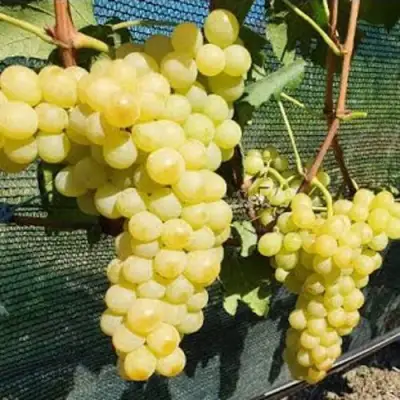 Виноград КИШМИШ ЗОЛОТЦЕ в Слониме