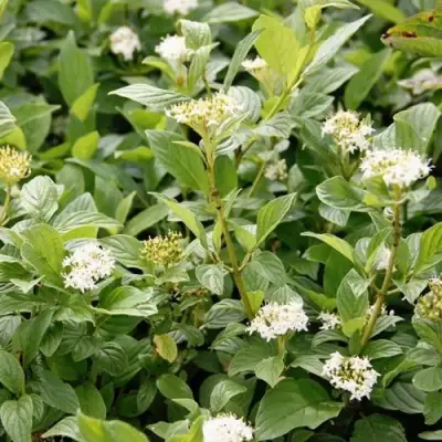 Дерен ФЛАВИРАМЕА отпрысковый в Слониме