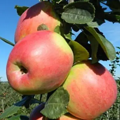 Яблоня БРЯНСКОЕ РОЗОВОЕ в Слониме