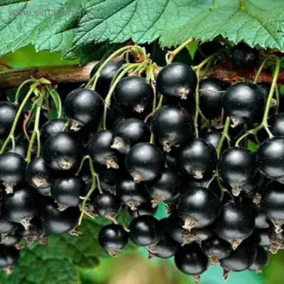 Смородина черная БЕН КОНАН в Слониме