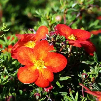 Лапчатка РЕД АЙС кустарниковая в Слониме