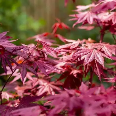 Клен дланевидный АТРОПУРПУРЕУМ в Слониме