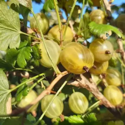 Крыжовник БЕЛОРУCСКИЙ САХАРНЫЙ 2 в Слониме