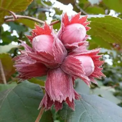 Фундук СКАРЛЕТТ в Слониме