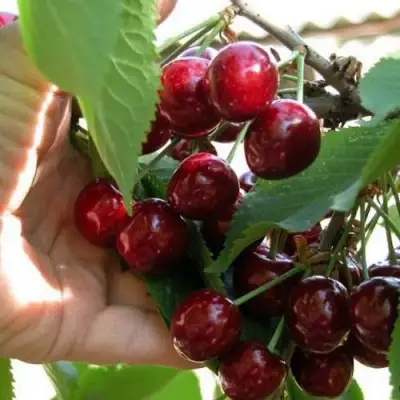 Черешня СЮБАРОВСКАЯ в Слониме