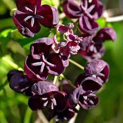 Акебия ПЯТЁРНАЯ  в Слониме