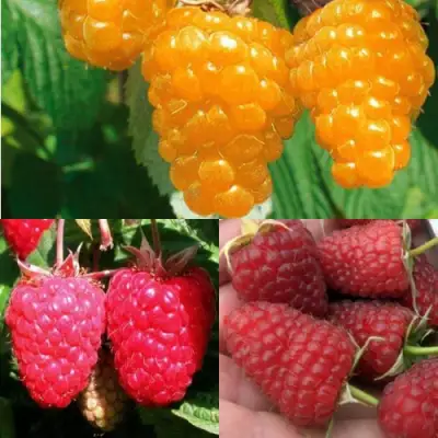 Комплект ЗОЛОТАЯ МАЛИНА в Слониме