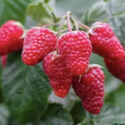 Малина МАРОСЕЙКА в Слониме