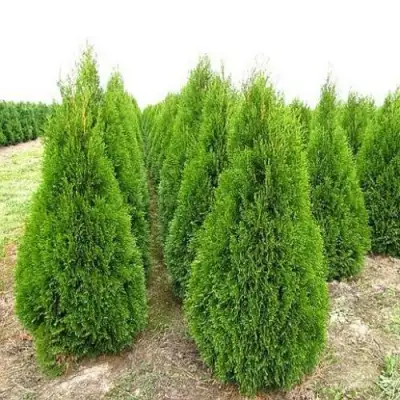 Туя СМАРАГД западная в Слониме