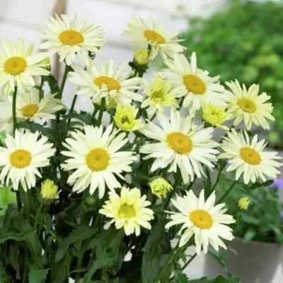 Нивяник БРОДВЕЙ ЛАЙТС великолепный в Слониме