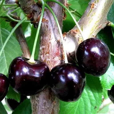 Вишня ШОКОЛАДНИЦА в Слониме