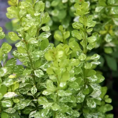 Барбарис ПАУ ВАУ тунберга в Слониме