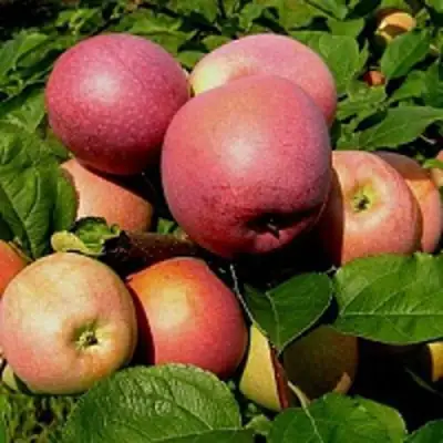 Яблоня СЛАВА ПОБЕДИТЕЛЯМ в Слониме