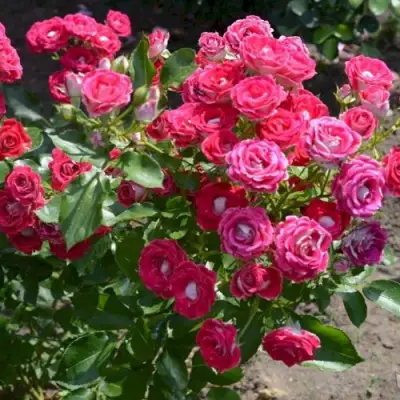 Роза ШОНЕ КОБЛЕНЦЕРИН флорибунда в Слониме