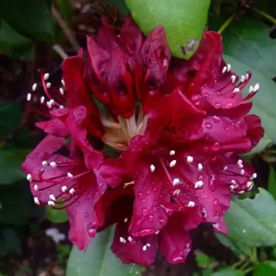 Рододендрон КАЛИ в Слониме