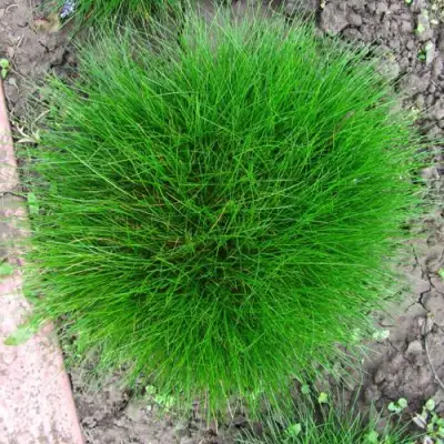 Овсяница ГОТЬЕ в Слониме