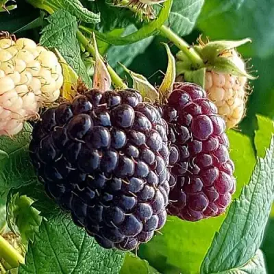 Малина БЛЭК ПОЛЬКА (ХЕБАН) в Слониме