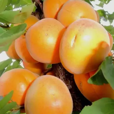 Абрикос ДЕСЕРТНЫЙ в Слониме