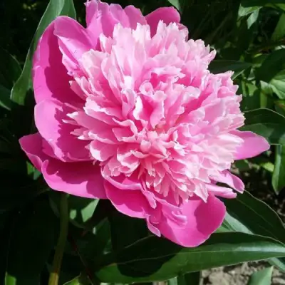 Пион ГОЛУБАЯ ХРИЗАНТЕМА травянистый в Слониме