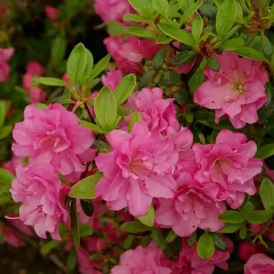 Азалия РОЗИНЕТТА японская в Слониме