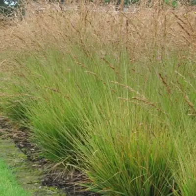 Молиния ПОЛ ПЕТЕРСОН голубая в Слониме