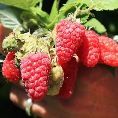 Малина ПАТРИЦИЯ в Слониме