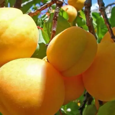 Абрикос ПАМЯТЬ ЛОЙКО в Слониме