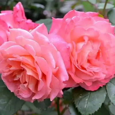 Роза ИНСТИТУТ ЛЮМЬЕР шраб в Слониме