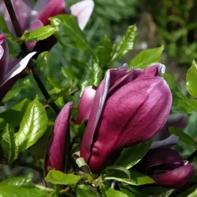 Магнолия НИГРА в Слониме