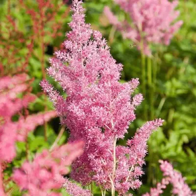 Астильба РЕЙНЛЕНД японская в Слониме