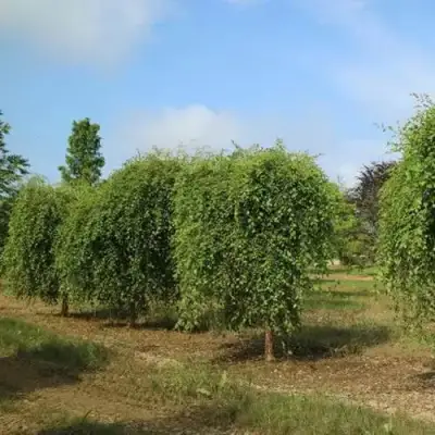 Береза САММЕР КАСКАД черная в Слониме