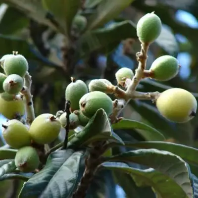 МУШМУЛА  в Слониме